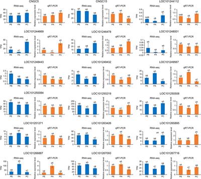 Transcriptome analysis reveals the regulation of cyclic nucleotide-gated ion channels in response to exogenous abscisic acid and calcium treatment under drought stress in tomato